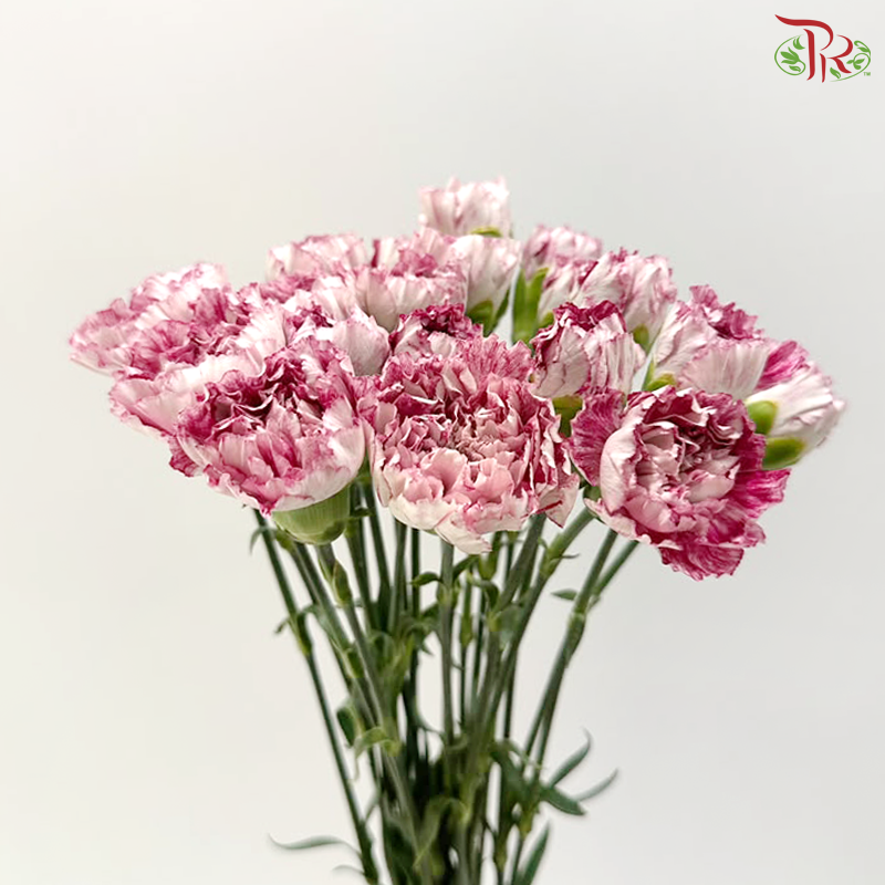 Carnation - Night Wind 晚风 (18-20 Stems)