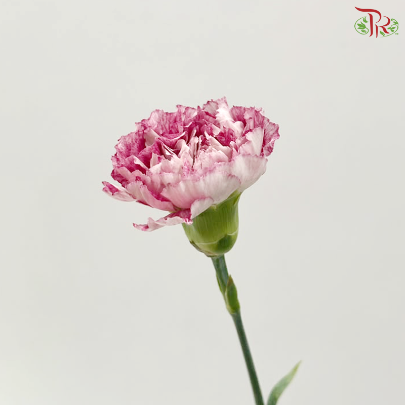 Carnation - Night Wind 晚风 (18-20 Stems)