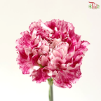 Carnation - Night Wind 晚风 (18-20 Stems)