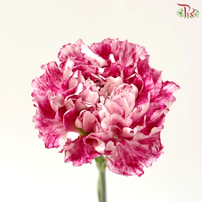 Carnation - Night Wind 晚风 (18-20 Stems)