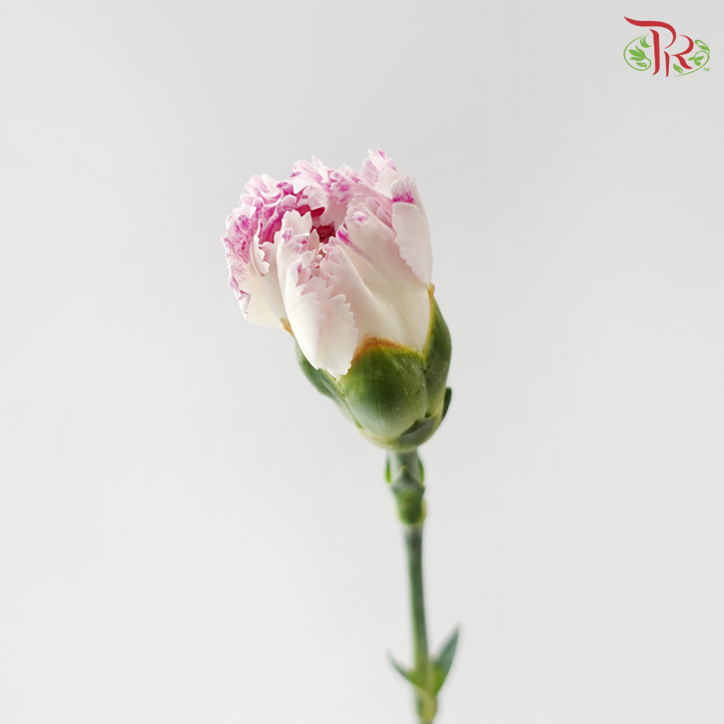 Carnation - Night Wind 晚风 (18-20 Stems)