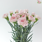 Carnation - Kayla / Pink Bride (18-20 Stems)