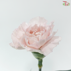 Carnation - Kayla / Pink Bride (18-20 Stems)