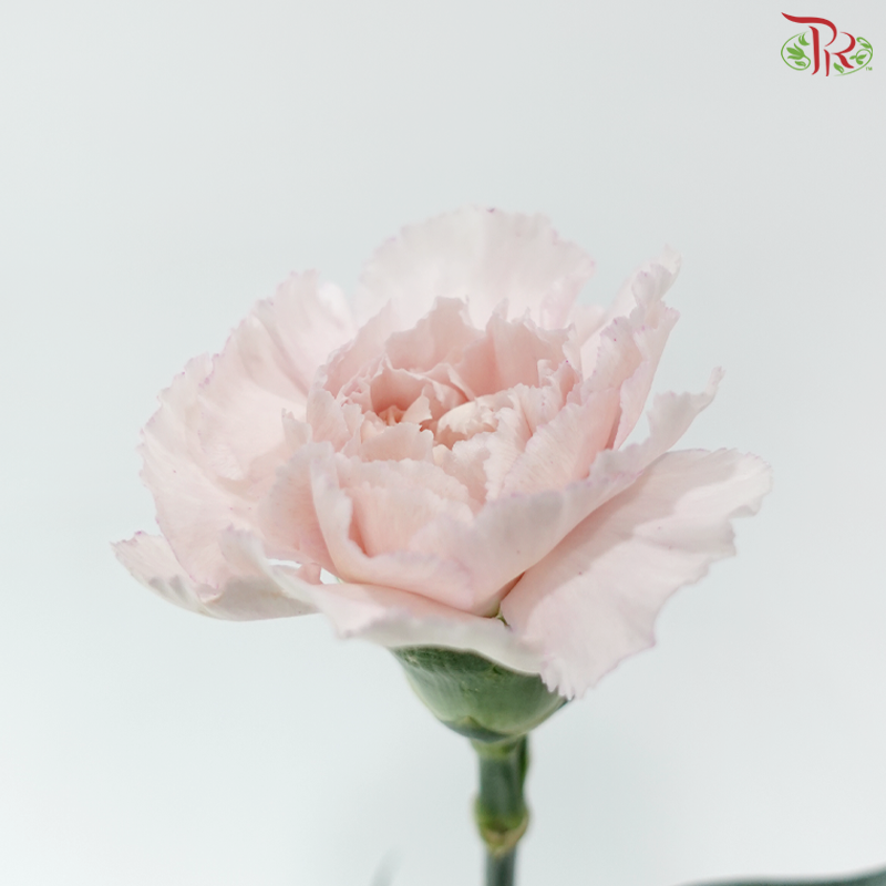 Carnation - Kayla / Pink Bride (18-20 Stems)