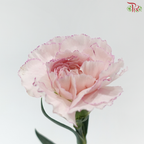 Carnation - Kayla / Pink Bride (18-20 Stems)