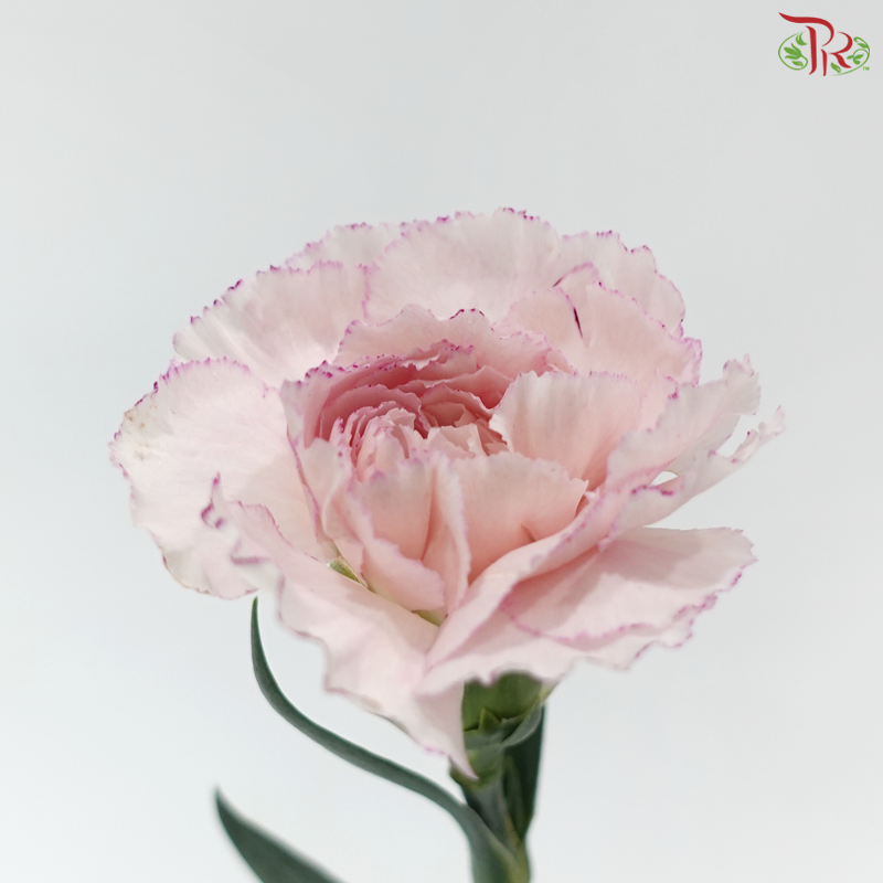 Carnation - Kayla / Pink Bride (18-20 Stems)