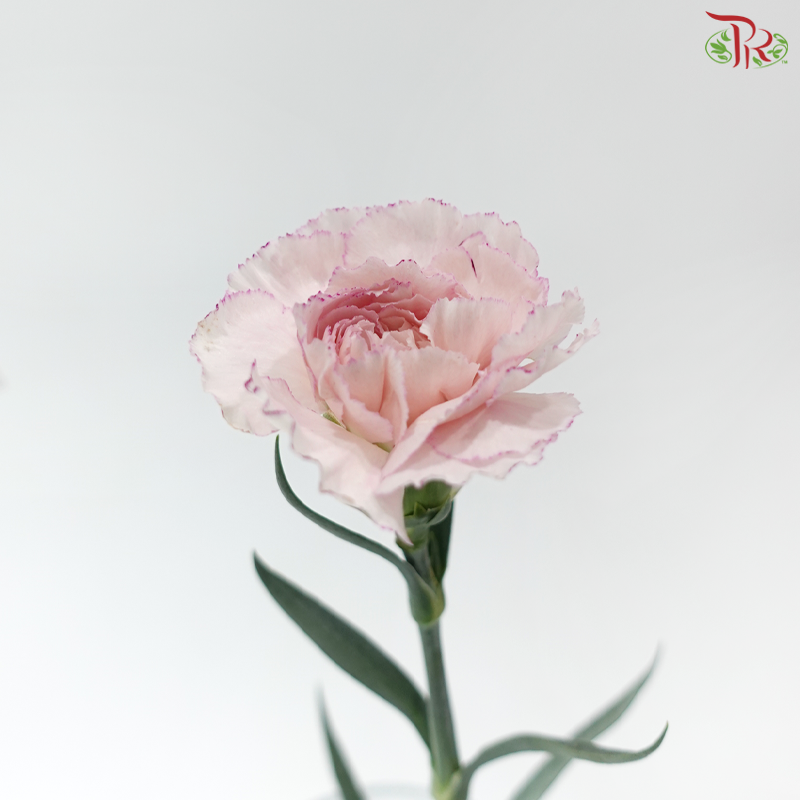 Carnation - Kayla / Pink Bride (18-20 Stems)