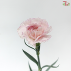 Carnation - Kayla / Pink Bride (18-20 Stems)