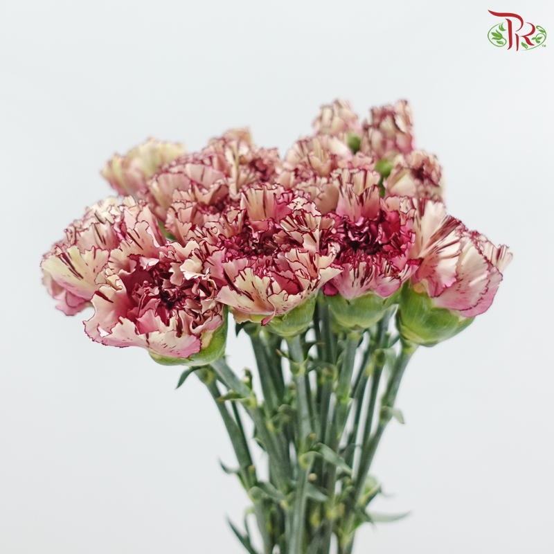Carnation - Princess Maya 玛雅公主 (18-20 Stems)