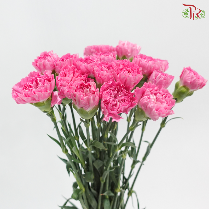 Carnation - Tonic 小桃红 (18-20 Stems)