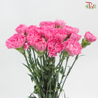 Carnation - Tonic 小桃红 (18-20 Stems)