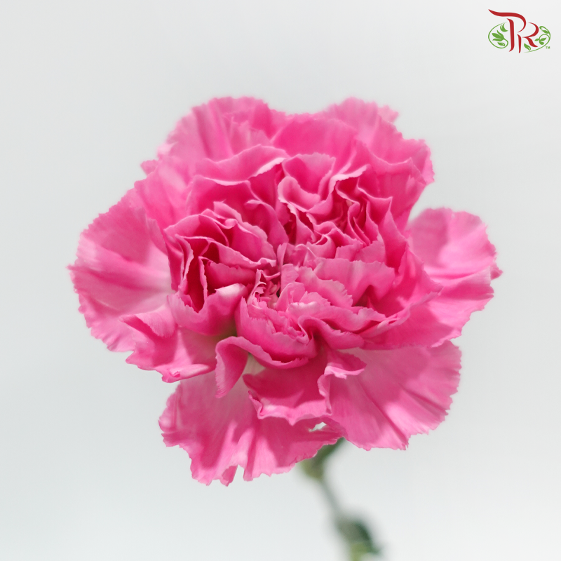Carnation - Tonic 小桃红 (18-20 Stems)