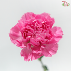 Carnation - Tonic 小桃红 (18-20 Stems)