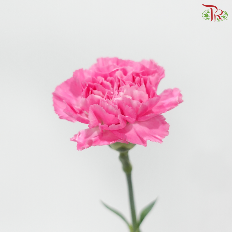 Carnation - Tonic 小桃红 (18-20 Stems)
