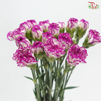 Carnation - White Violet 飞蝶 (18-20 Stems)