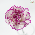 Carnation - White Violet 飞蝶 (18-20 Stems)