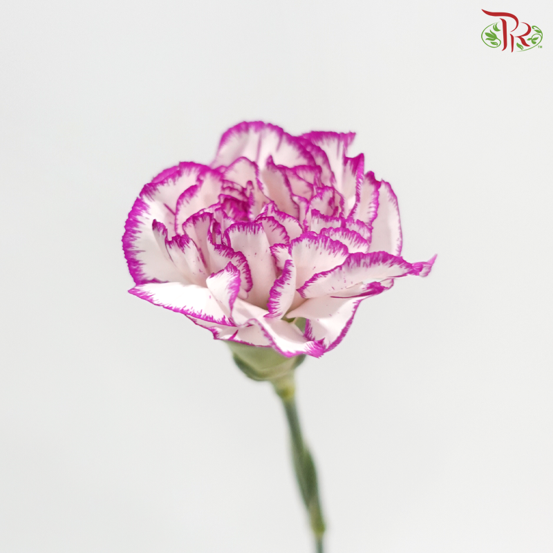 Carnation - White Violet 飞蝶 (18-20 Stems)