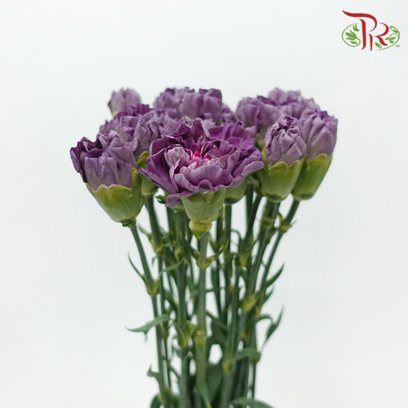 Carnation Special Color - Wild Horse 野马 (18-20 Stems)