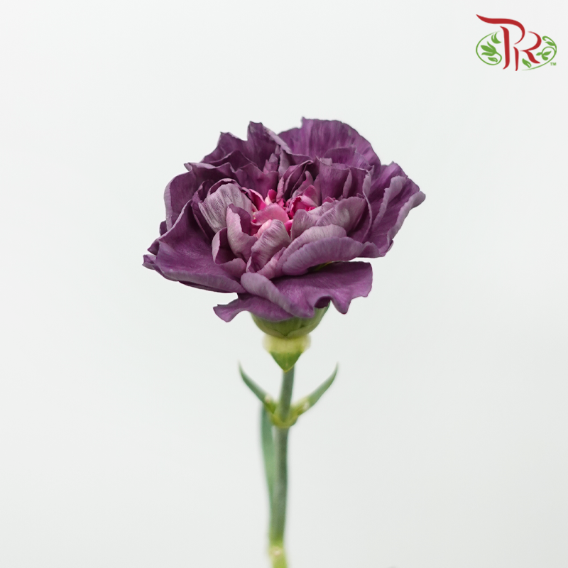 Carnation Special Color - Wild Horse 野马 (18-20 Stems)