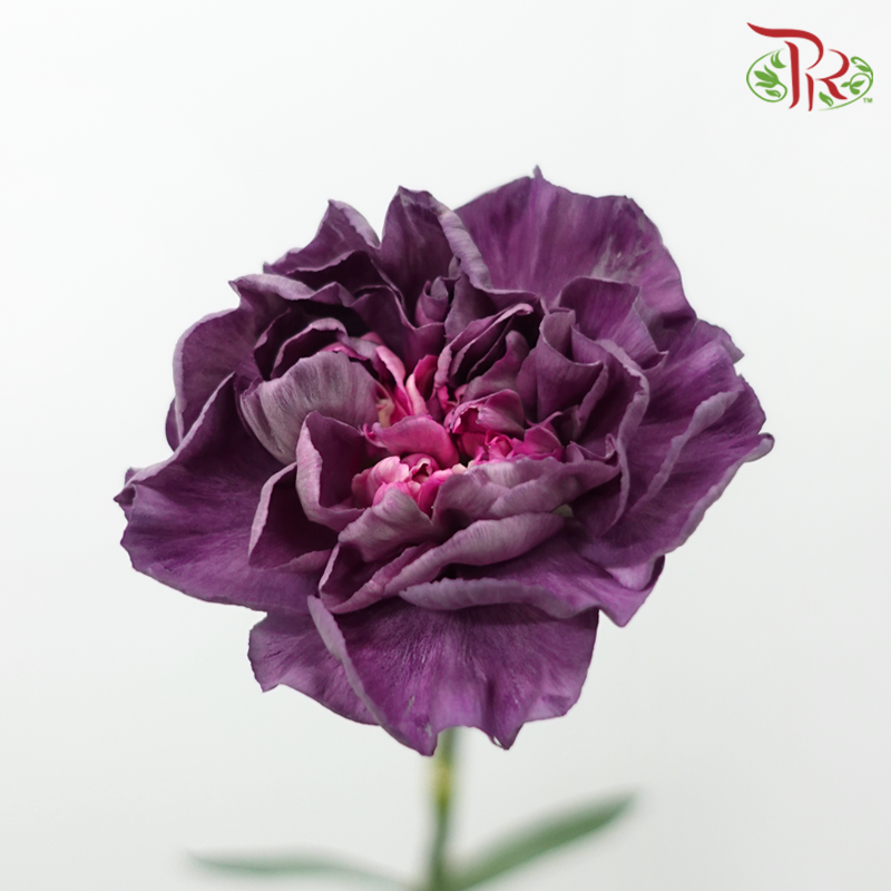 Carnation Special Colour - Wild Horse (18-20 Stems)