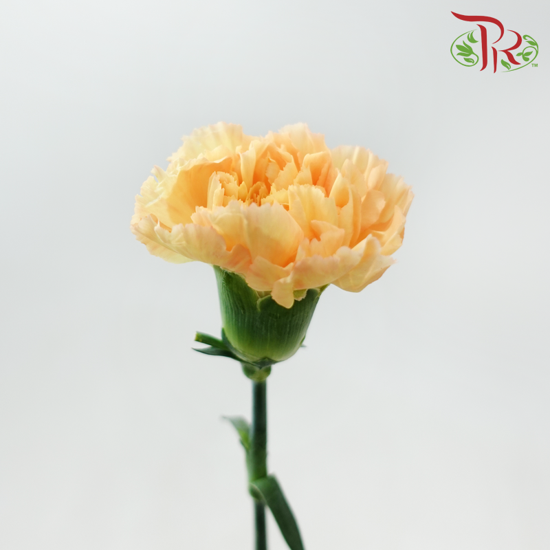 Carnation - Yellowish Light Orange (18-20 Stems)