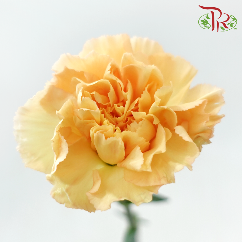 Carnation - Yellowish Light Orange (18-20 Stems)