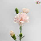 Carnation Spray - Champagne Powder (19-20 Stems )