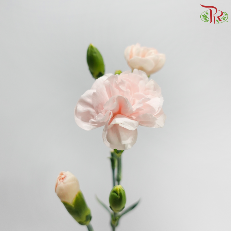 Carnation Spray - Champagne Powder (19-20 Stems )