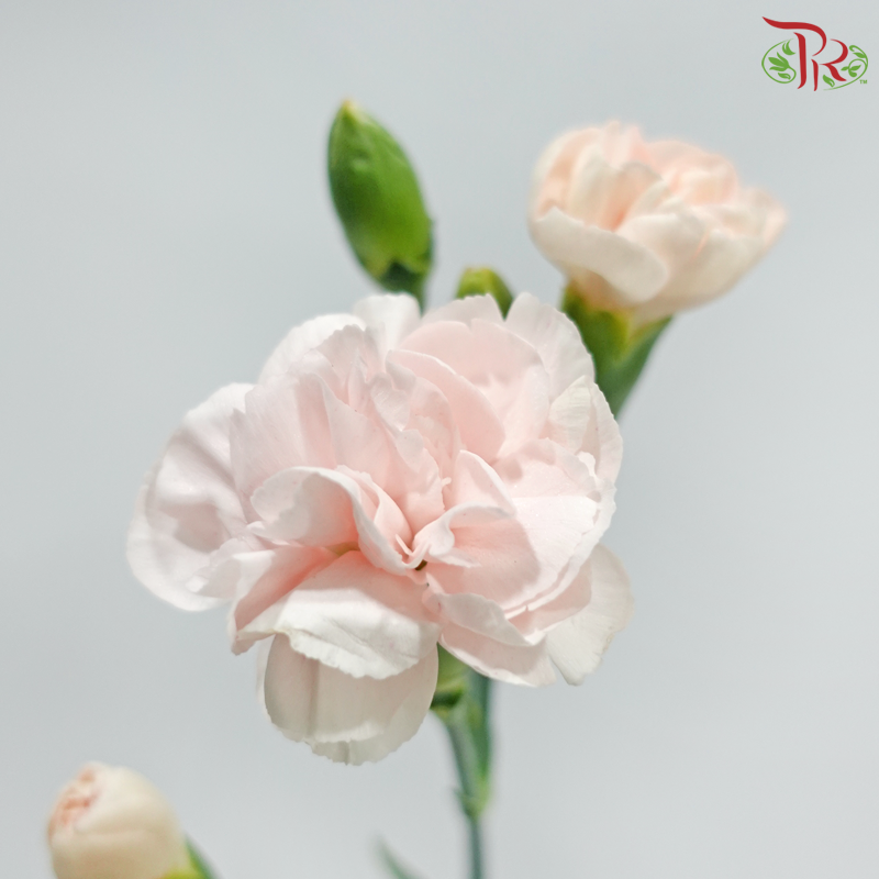 Carnation Spray - Champagne Powder (19-20 Stems )
