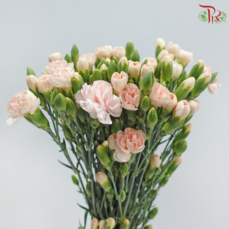 Carnation Spray - Champagne Powder (19-20 Stems )