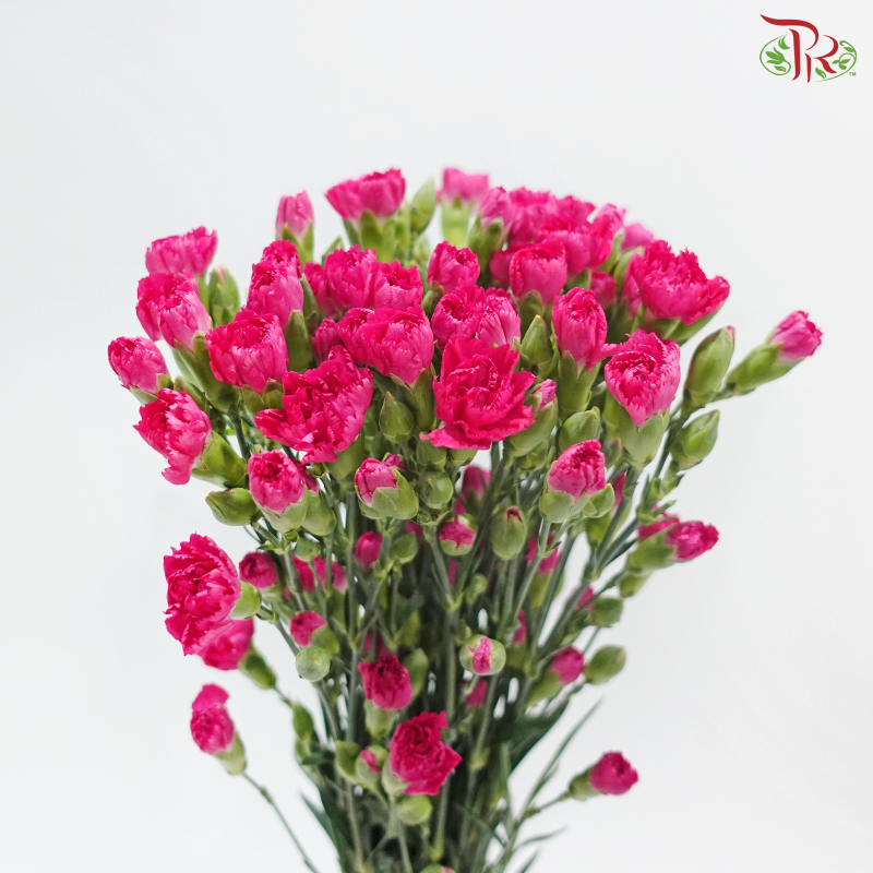 Carnation Spray - Sp Cherry Pink (19-20stems)