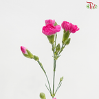 Carnation Spray - Sp Cherry Pink (19-20stems)