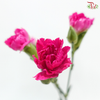 Carnation Spray - Sp Cherry Pink (19-20stems)