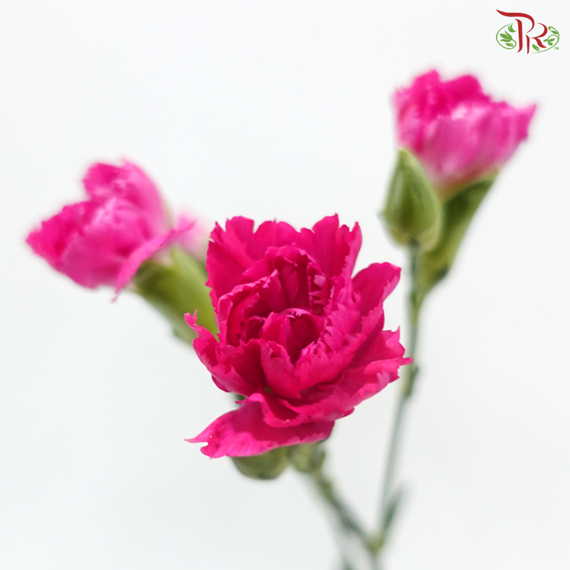 Carnation Spray - Sp Cherry Pink (19-20stems)