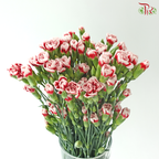 Carnation Spray - Two tone red (19-20 Stems)