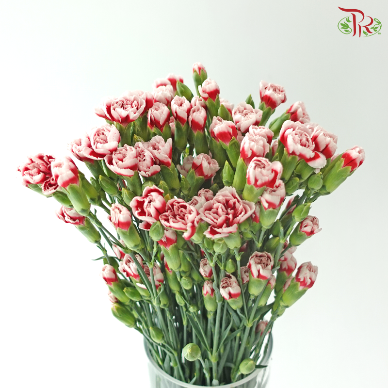 Carnation Spray - Two tone red (19-20 Stems)