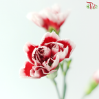 Carnation Spray - Two tone red (19-20 Stems)