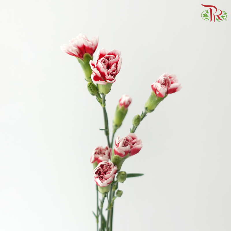 Carnation Spray - Two tone red (19-20 Stems)