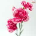 Carnation Spray - Cosmocherry (19-20 Stems)