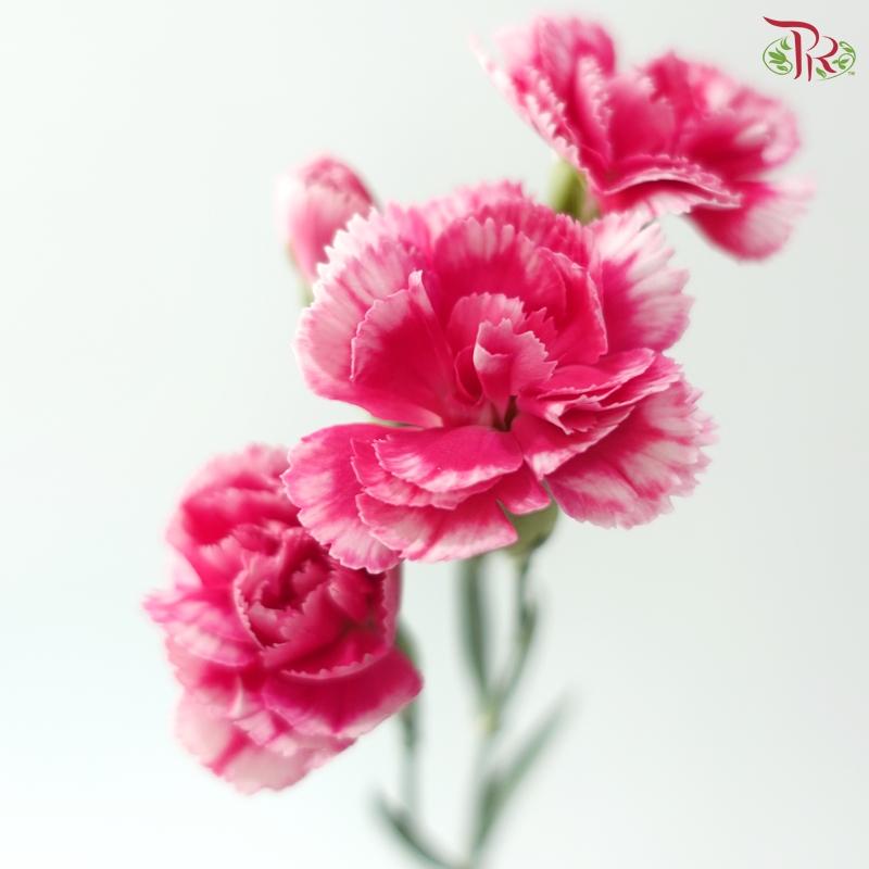 Carnation Spray - Cosmocherry (19-20 Stems)