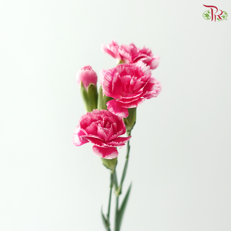 Carnation Spray - Cosmocherry (19-20 Stems)