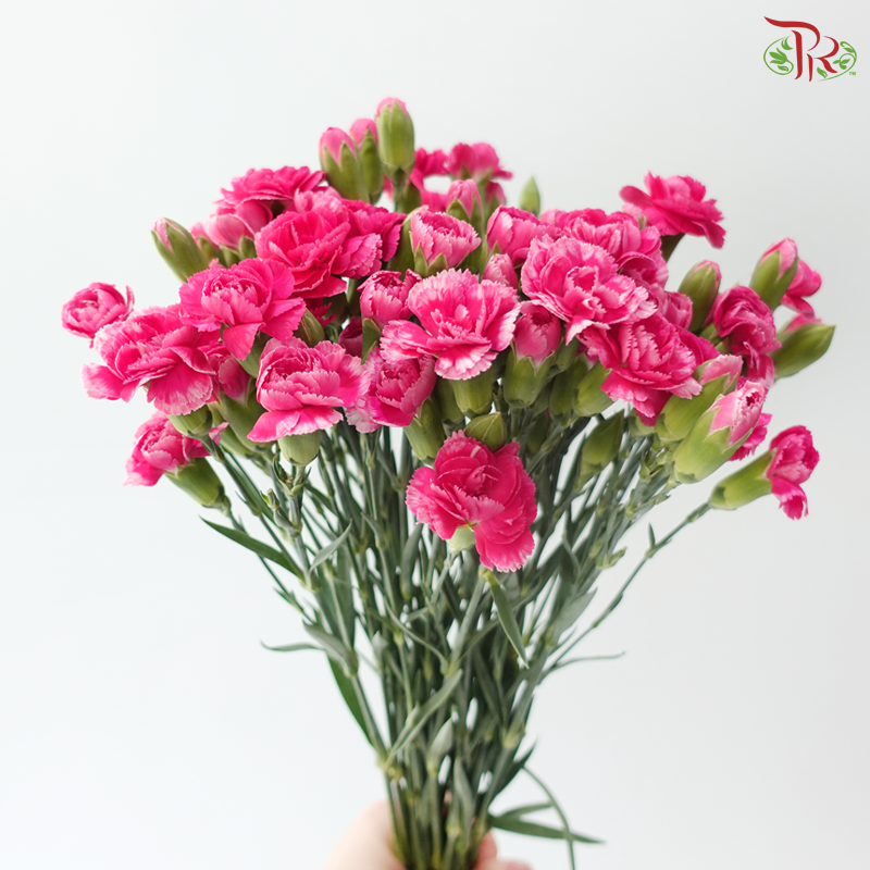 Carnation Spray - Cosmocherry (19-20 Stems)
