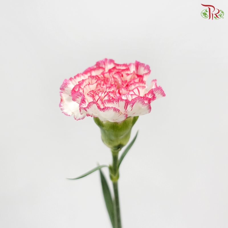 Carnation - White Pink 白露 (18-20 Stems)