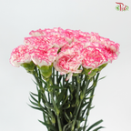 Carnation - White Pink 白露 (18-20 Stems)