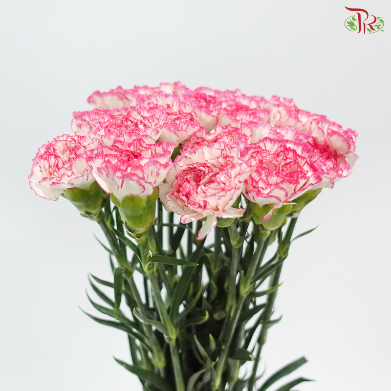 Carnation - White Pink 白露 (18-20 Stems)
