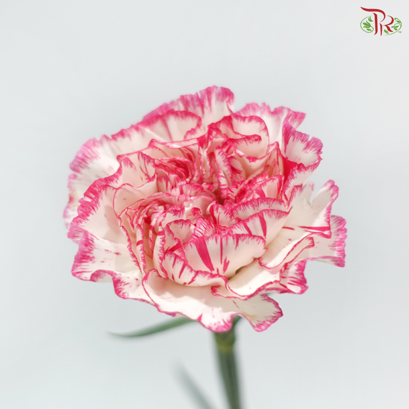 Carnation - White Pink 白露 (18-20 Stems)