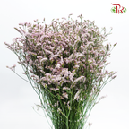 Caspia - Light Pink (Per Bunch) - Pudu Ria Florist