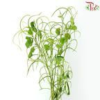 Cassia (3 Stems)