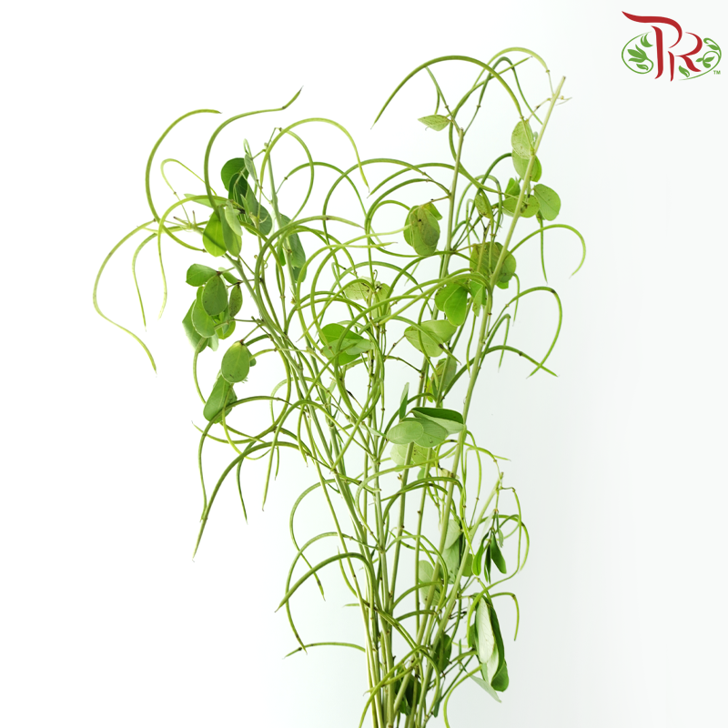Cassia (3 Stems)