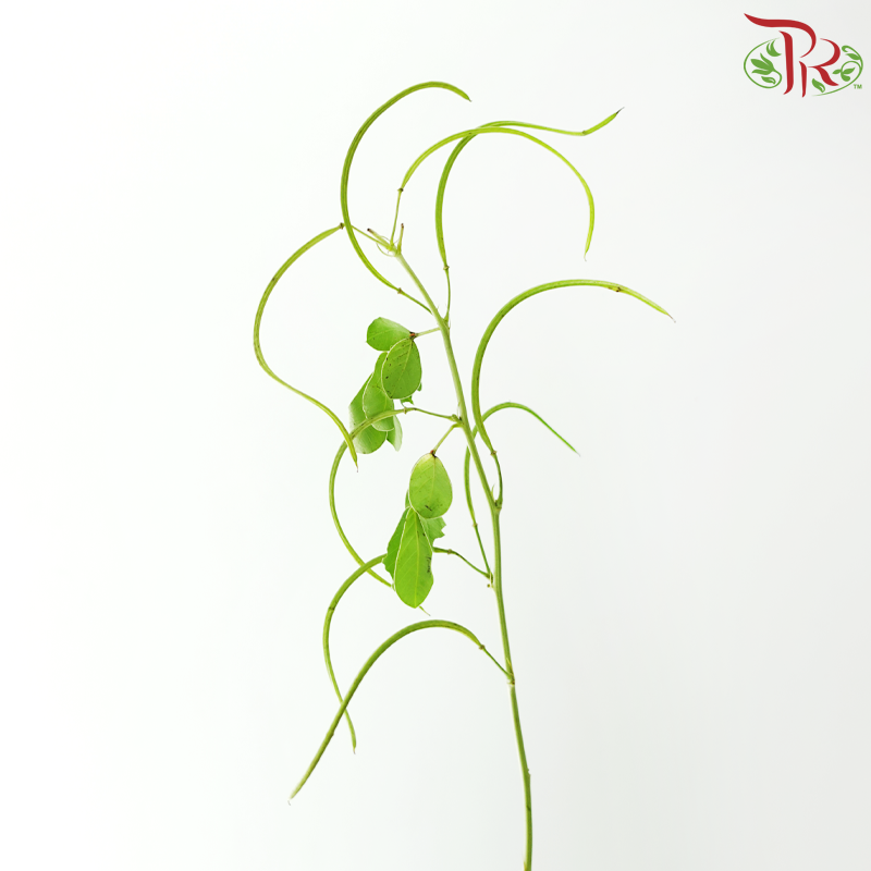 Cassia (3 Stems)
